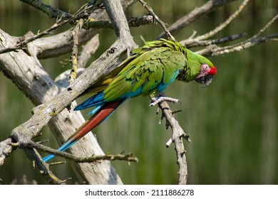 Great Green Macaw On A Branch