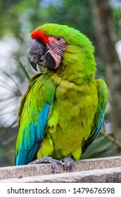 Great Green Macaw At The Zoo