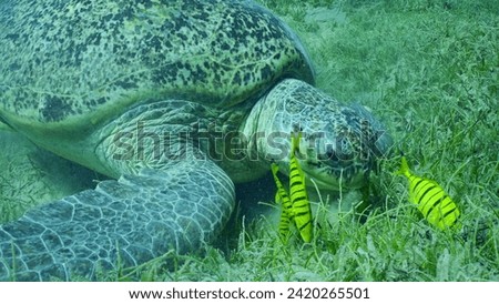Great Green Sea Turtle (Chelonia mydas) with group of Golden Trevally fish (Gnathanodon) speciosus eating green seagrass, Red sea, Safaga, Egypt