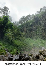 Great Green Wall Of Nature