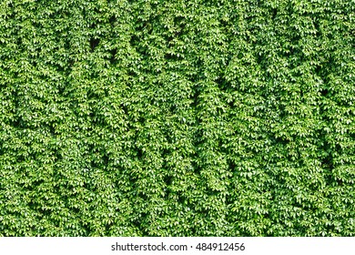 The Great Green Wall Of Vineyard.