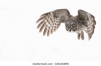 Great Grey Owl