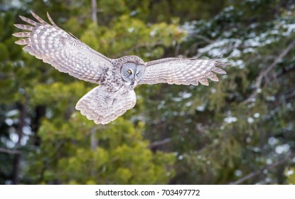 Great Grey Owl