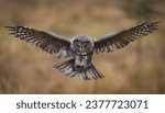 A Great Grey Owl in Canada 