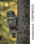 Great grey owl in the Canadian Rockies