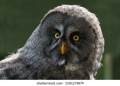 great grey owl close up - Powered by Shutterstock