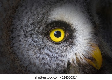 Great Grey Owl Close Up Right Eye