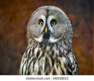 Great grey owl closeup - Powered by Shutterstock