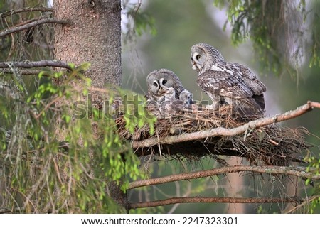 Great grey owl family - female feeds her chick with vole - chick owlet swallowing prey