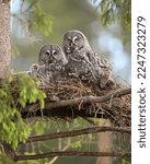 Great grey owl family - male, female and their two chicks owlets portrait