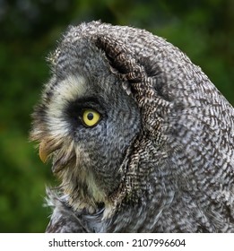 788 Owl On Shoulder Images, Stock Photos & Vectors | Shutterstock