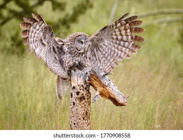 Great Grey Owl hunting low on the ground - Shutterstock ID 1770908558