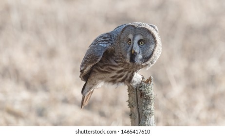 Great Grey Owl Hunting In The Province Of Västmanland In Central Sweden In April 2018