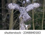 Great grey owl landing to the tree trunk in the winter forest. Big owl in the flight. Strix nebulosa