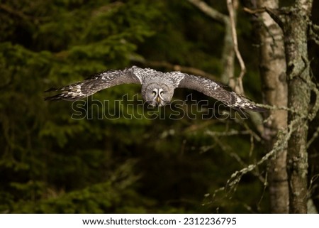 Great Grey Owl or Lapland Owl lat. Strix nebulosa fly through forest towards evening