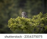 Great grey owl perched high on a branch