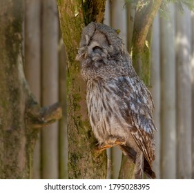 Great Grey Owl Perched In A Tree With Its Head Tilted To One Side.