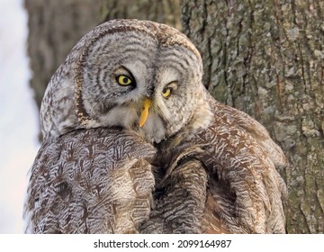 Great Grey Owl Sitting On A Tree Branch In The Forest, Quebec, Canada