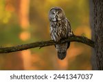 Great grey owl ( Strix nebulosa ) close up