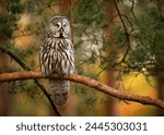 Great grey owl ( Strix nebulosa ) close up