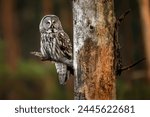 Great grey owl ( Strix nebulosa ) close up