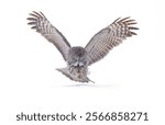 Great grey owl (Strix nebulosa) with wings spread out pounces on prey as he hunts in the winter snow in Canada