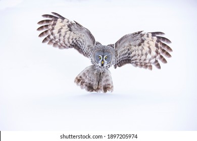 Great Grey owl (Strix nebulosa) in Finland, Europe