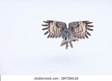 Great Grey owl (Strix nebulosa) in Finland, Europe