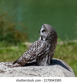 Great grey Owl, Strix nebulosa, beautiful owl with yellow eyes standing on a rock