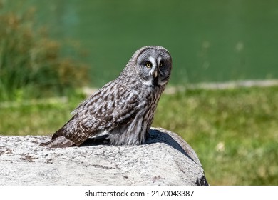 Great grey Owl, Strix nebulosa, beautiful owl with yellow eyes standing on a rock