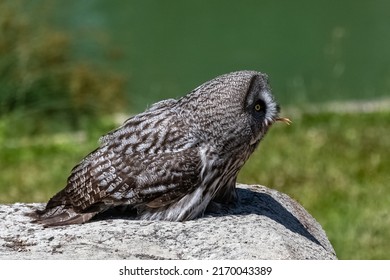 Great grey Owl, Strix nebulosa, beautiful owl with yellow eyes eating on a rock