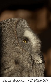 Great grey owl (Strix nebulosa). Beautiful gray owl bird of prey face in close up