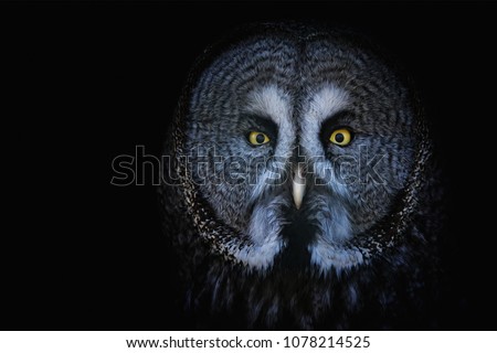 Great Grey Owl (Strix nebulosa) Detail portrait on the black background