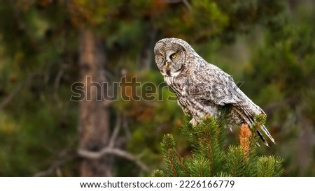 great grey owl (Strix nebulosa) perched on a tree
