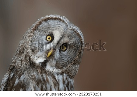 Great grey owl Strix nebulosa, also known as Great gray owl.