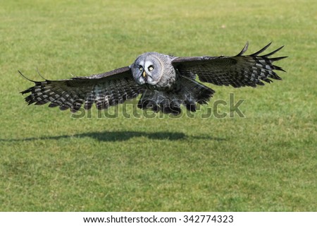Great Grey Owl with wings spread. A magnificent great grey owl spreads its wings as it prepares to land.