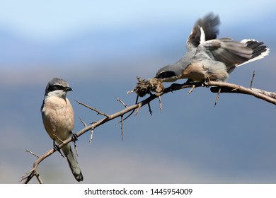 Shrike Images Stock Photos Vectors Shutterstock - 