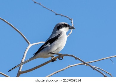 Great Grey Shrike (Lanius Excubitor)