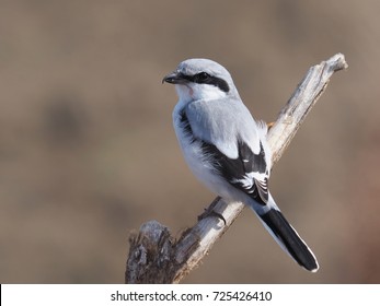 Great Grey Shrike (Lanius Excubitor)