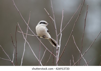 The Great Grey Shrike In Nature 