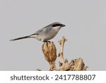 great grey shrike, northern grey shrike, or northern shrike (Lanius excubitor) new mexico USA 