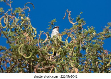 Great Grey Shrike On The Tree