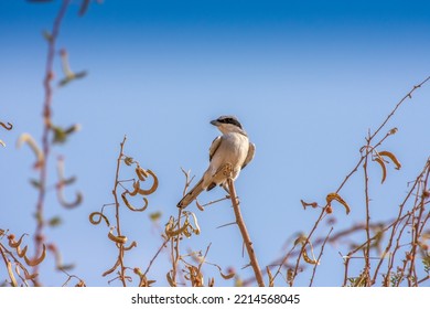 Great Grey Shrike On The Tree