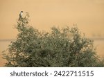 Great Grey Shrike perched on acacia tree Al Marmoom Desert Conservation Reserve, UAE