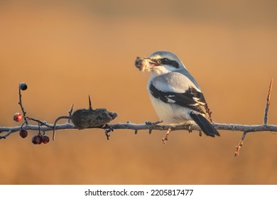 great grey shrike with its preys mouse head in mouth ready to eat it, beautiful light, stunning bird moment, epic scenery, orange sunlight - Shutterstock ID 2205817477