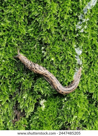 Great grey slug or Leopard slug (Limax maximus) with slimy track on mosses