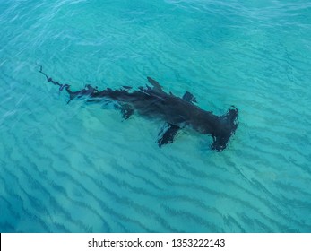 Great Hammerhead Shark