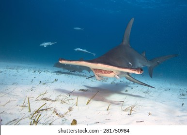 Great Hammerhead Shark