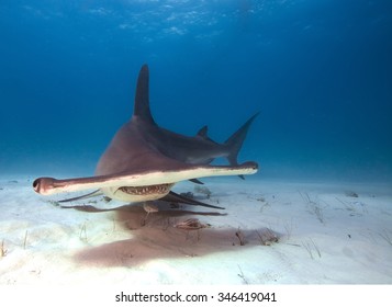 Great Hammerhead Shark 