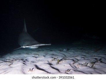 Great Hammerhead Shark